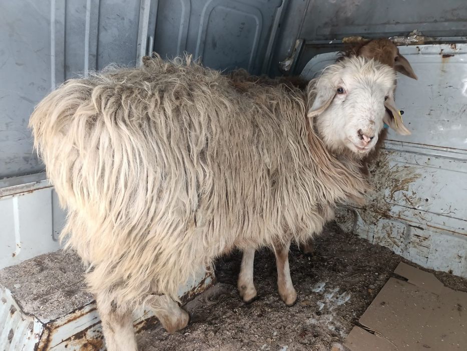 Семіз тоқтылар сатылады