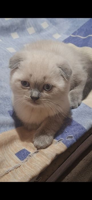 Шотландски калърпойнт