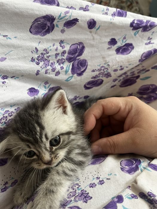 Кошка шотландская