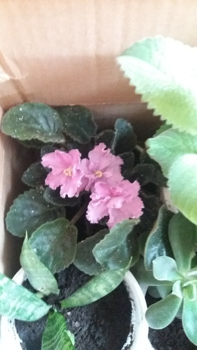 Продам комнатные и садовые цветы