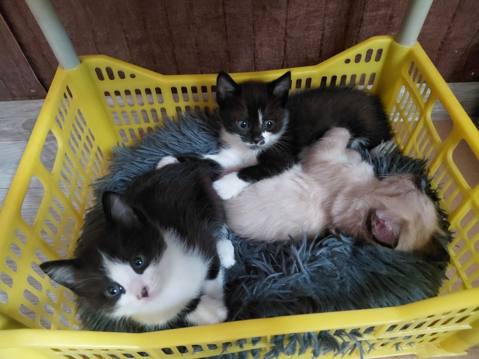 Котята в добрые и ответственные руки