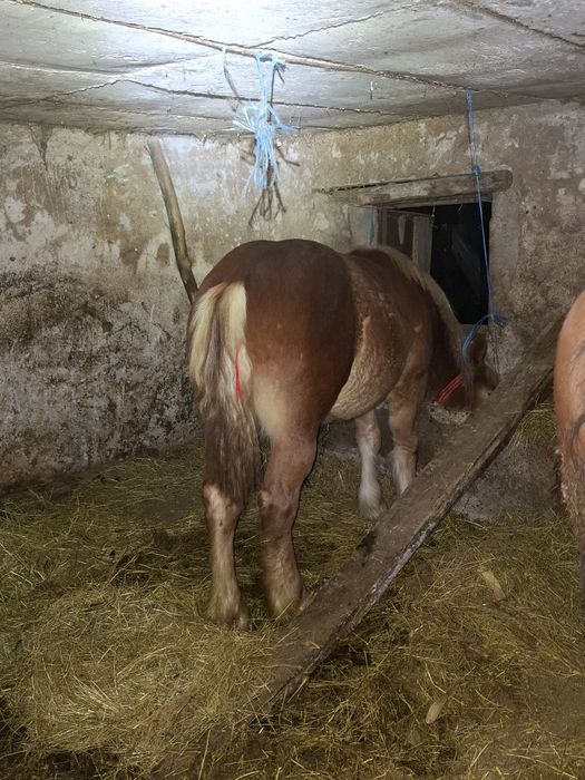 Vând manza de 9 luni