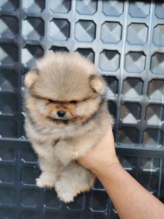 померан мими