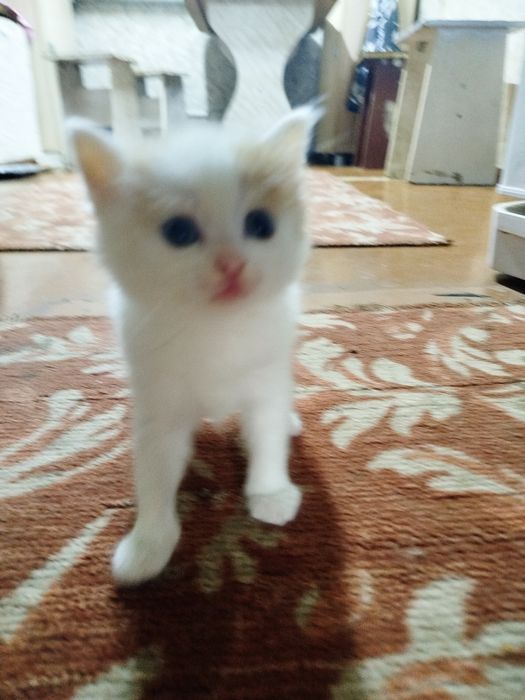 Котенок девочка в добрые руки
