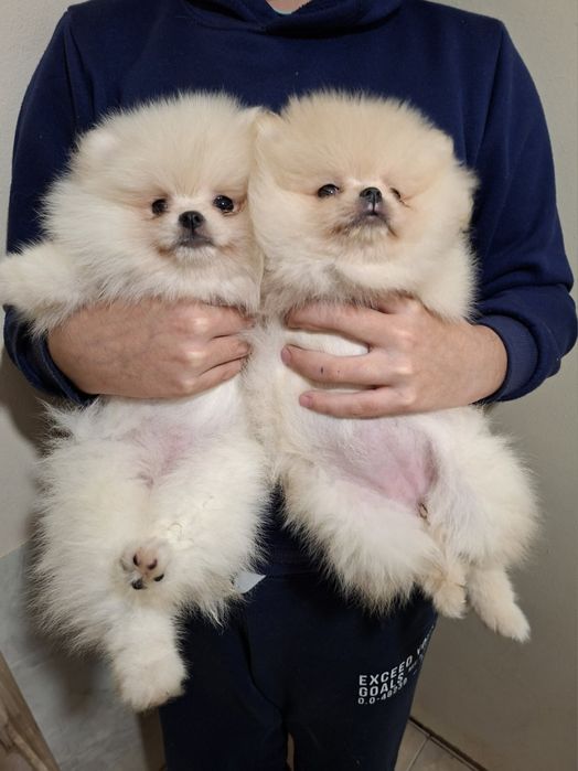 Померан малък шпиц момичета