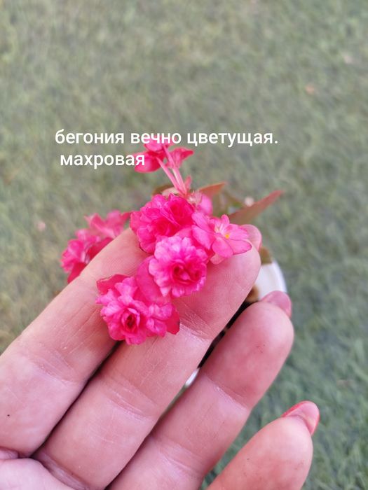 Цветочки в наличии