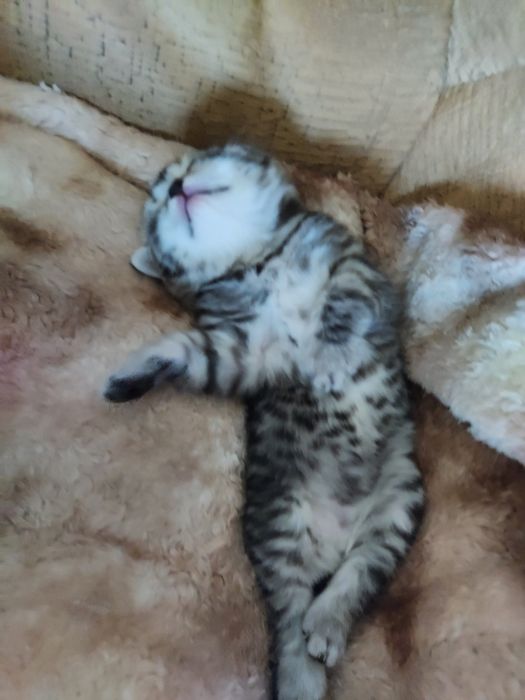 Шотландские котята