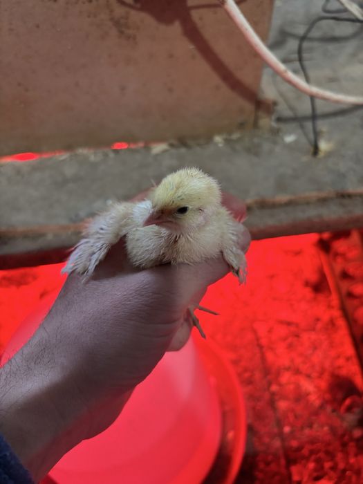 Пъдпъдъци маджурски,японски,селадона,фараон,китайски