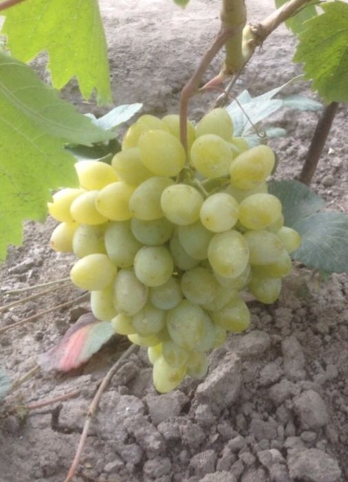 Саженцы винограда