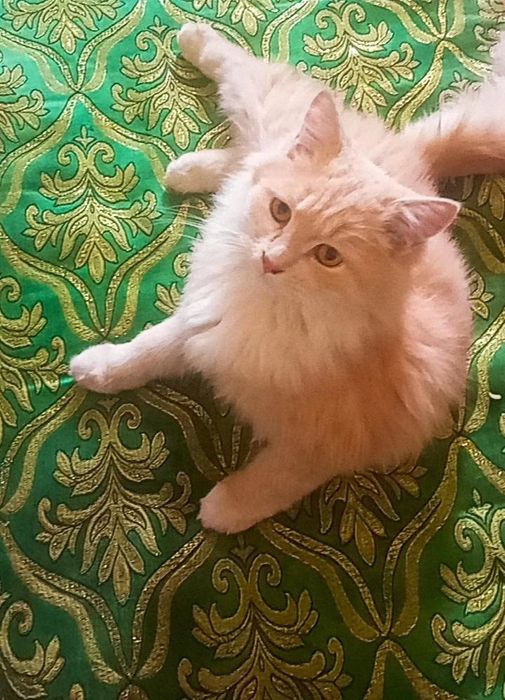 Mushuk turetiskiy angora hayotda rasmga qaranganda chiroyliroq pudra