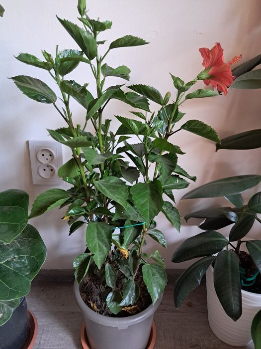 Продам комнатные цветы