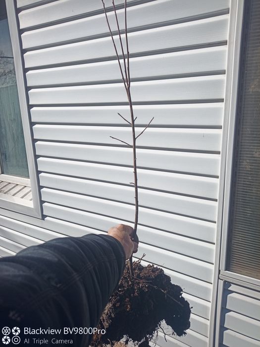 Саженцы черёмухи