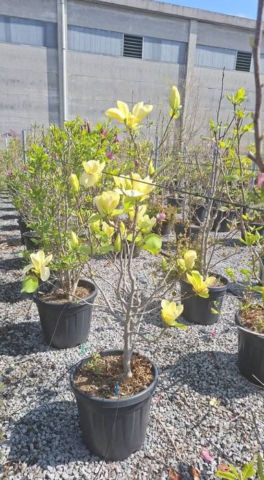 Amenajări grădini de la A la Z gazon si plante ornamentale