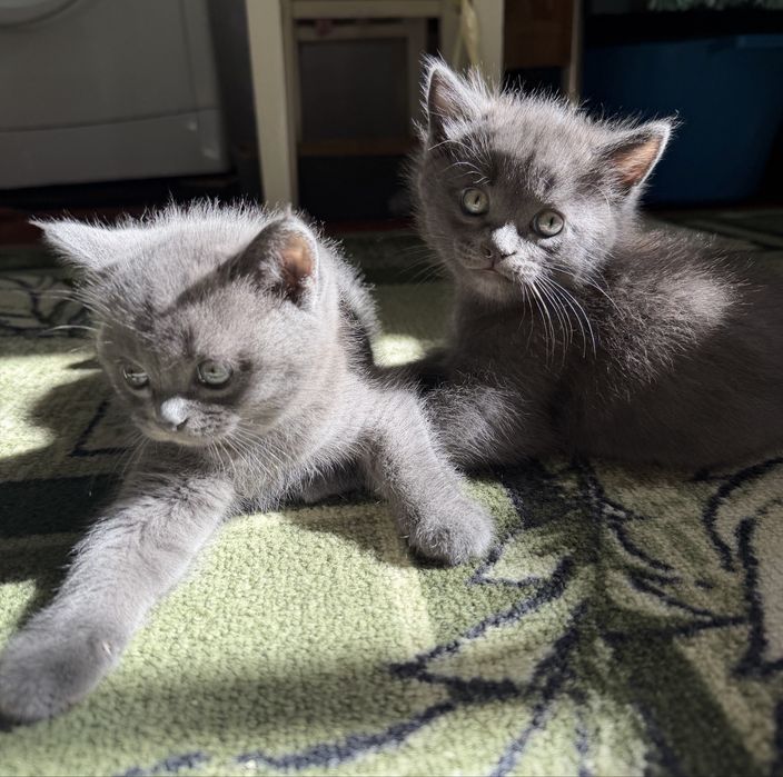 Продам шотландских  котят