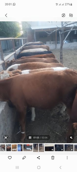 Продаются бычки крупные