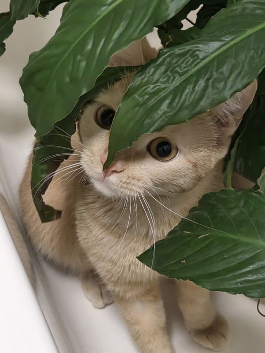 Кошка рыжая ищет дом