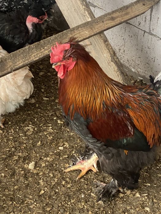 Oua incubat gaini motate incaltate cu oua verzi