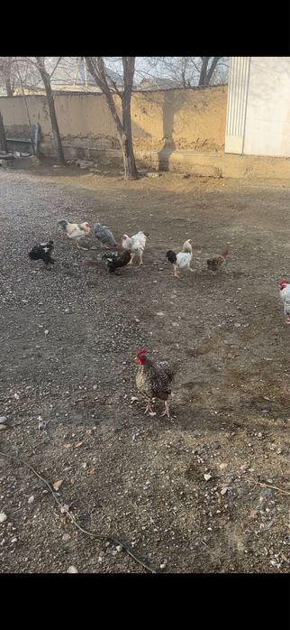 Тек Қораздар сатылады.