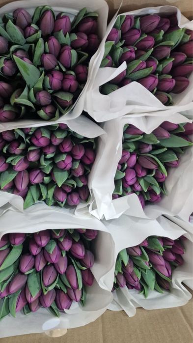 Лучшие тюльпаны с голландской луковицы