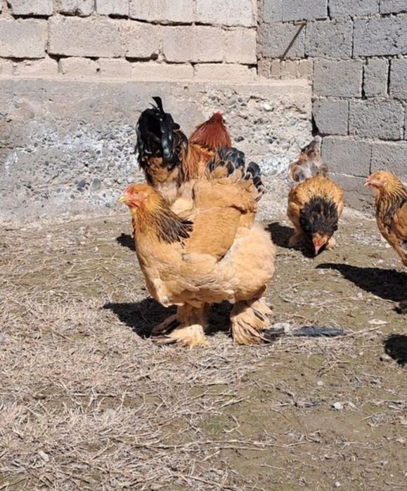 broma xoroz va tovuqla sotiladi