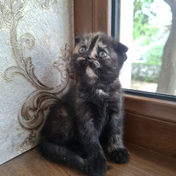 Shotlandskaya koshka