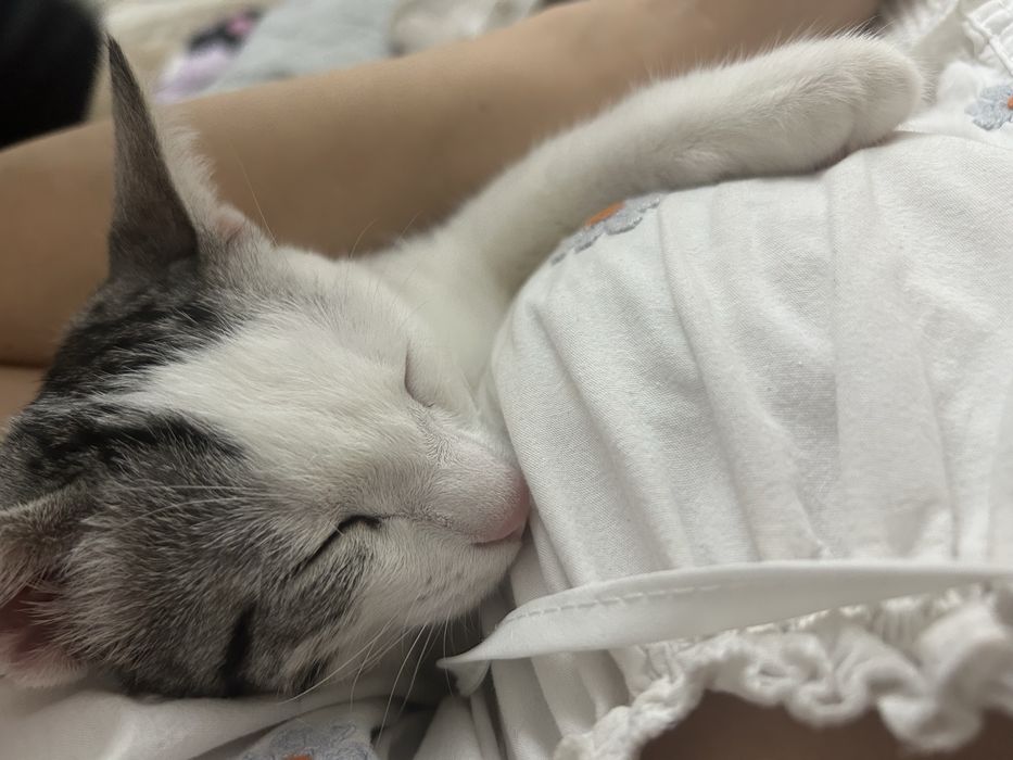 Отдам даром котенка