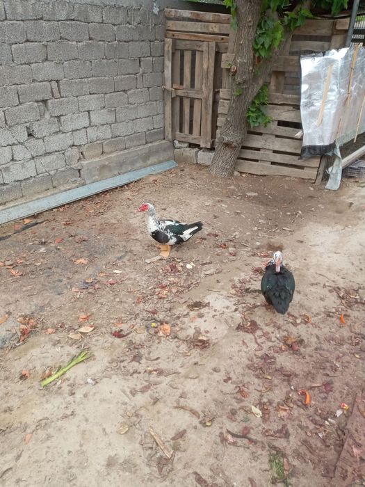 Xoʻroz~tovuq, oʻrdak, kurkalar sotiladi