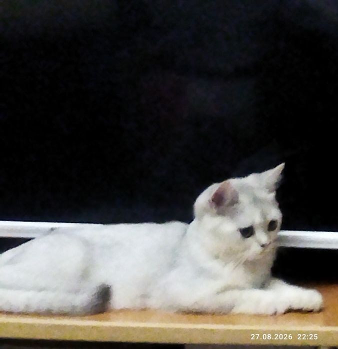 Срочно продаются котята