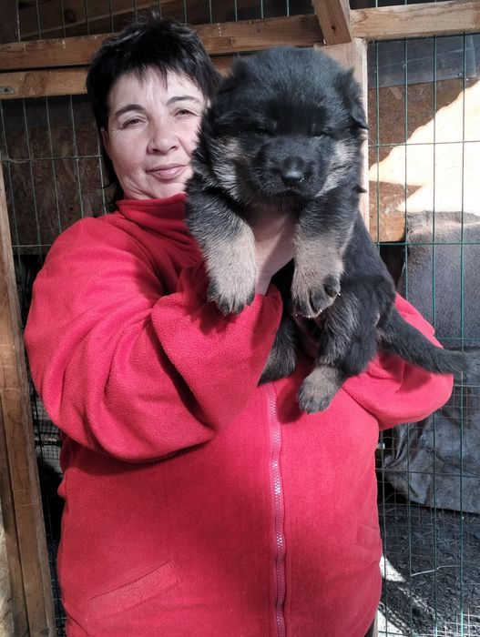 Продаются щенки немецкой овчарки