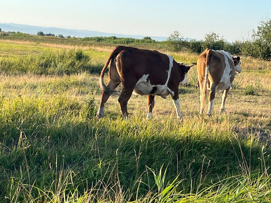 Vând  25 vaci- Balțată Româneasca