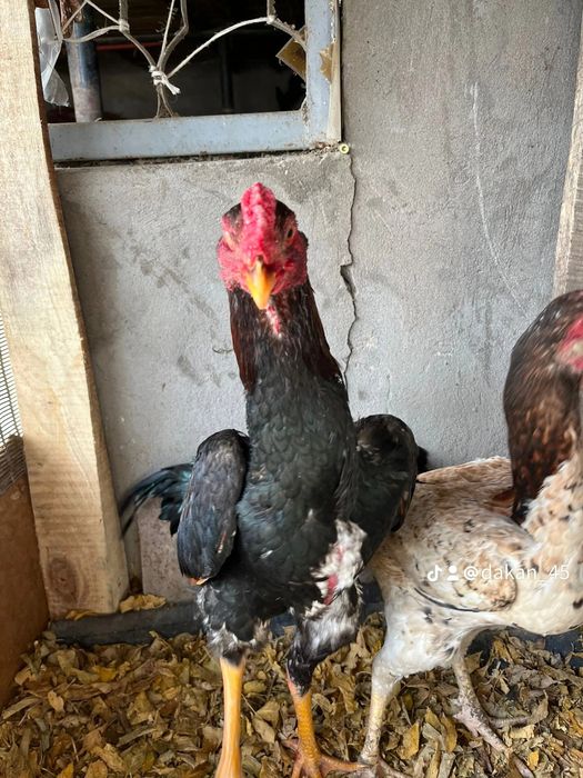 Дакан мекен сатылады