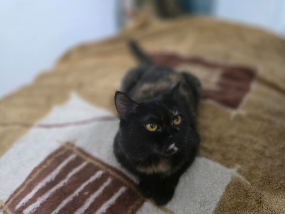 Отдам кошку в добрые руки