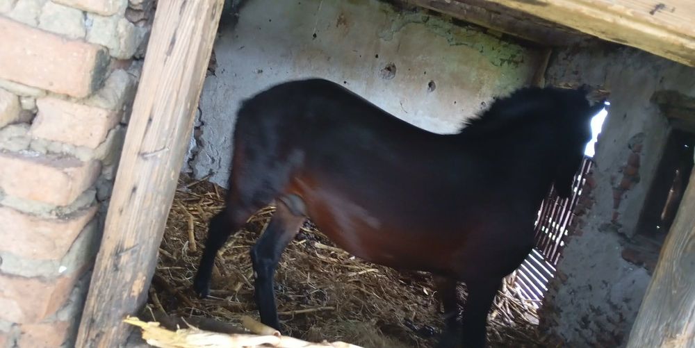 Armasar de greutate pentru munca