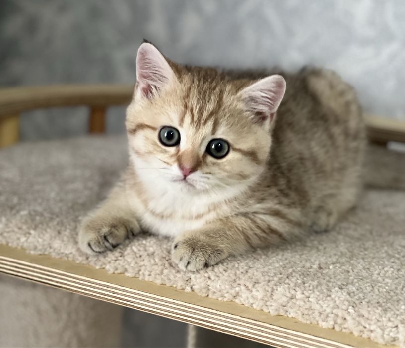 Продается котенок!