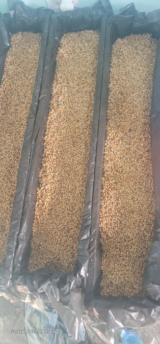 Undirilgan bugdoy gidraponika