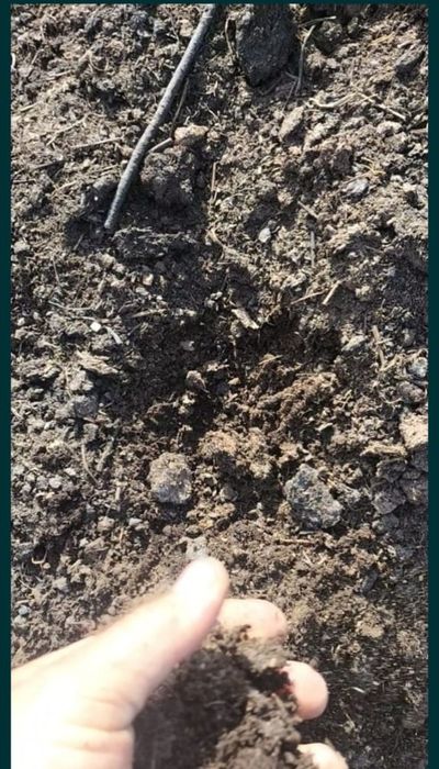 Перегной коровяк. Чернозем