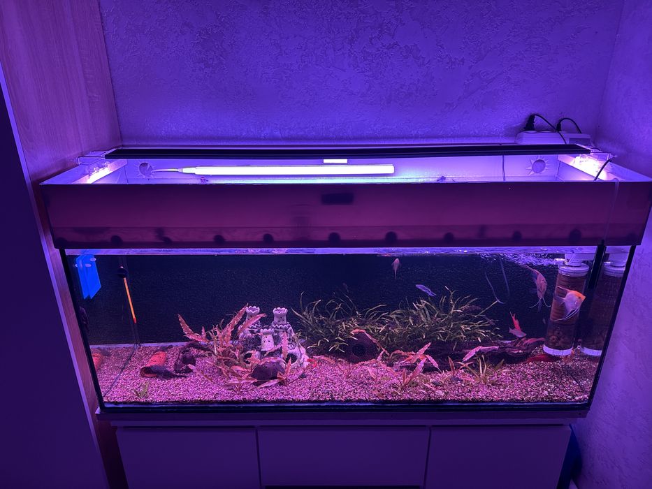 Аквариум  250 литр.