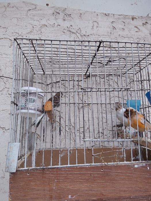 Молодые конарейки