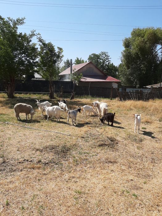 Vând capre / țap !