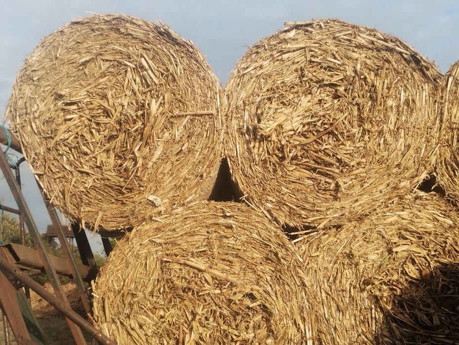 Vând tulei și paie de grau