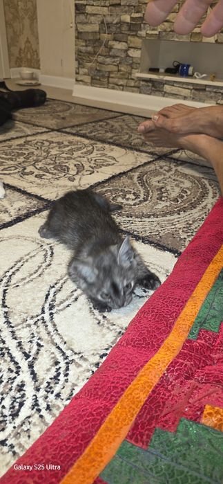 котёнок полубретанец