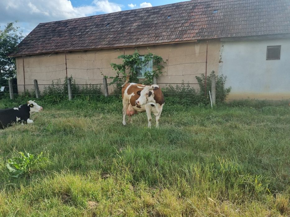 Vând vacă Bălțată Românească