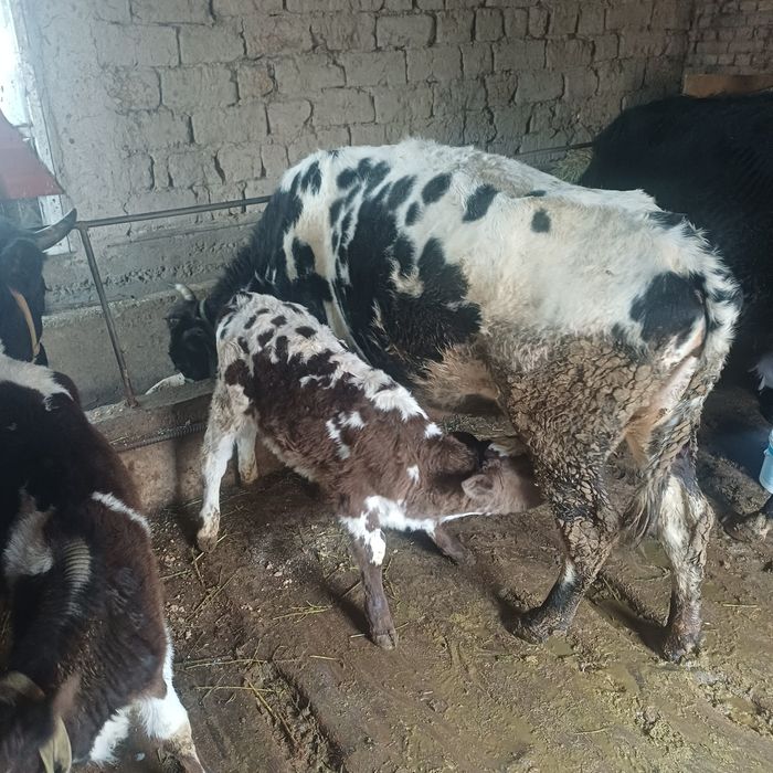 Сүтті сиыр сатылады