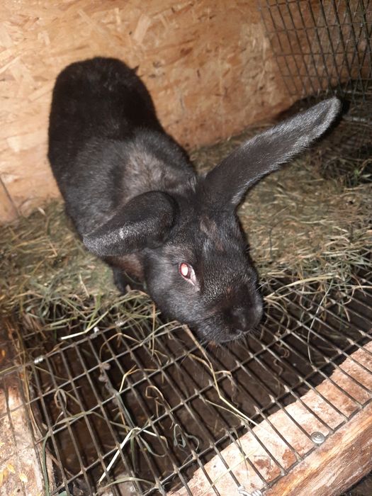 Продам  крола...