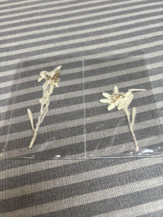 Еделвайс- хербаризиран за сувенир