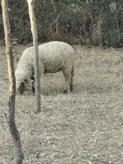 Berbecuț de vânzare
