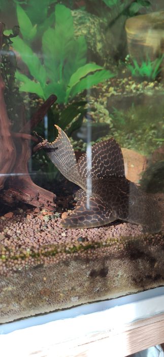 Птеригоплихт парчевый