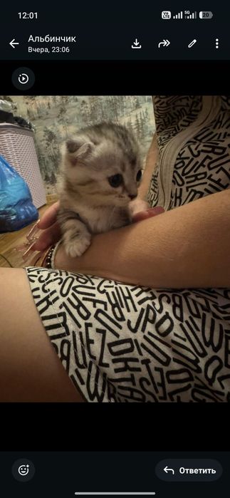Кошечки ищут доброго хозяина