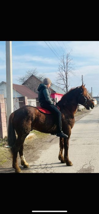 Продам два жеребца дончак