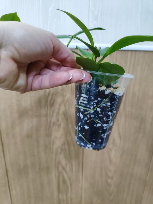 Хойя Санрайз (черенок)